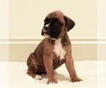 Small Photo #25 Boxer Puppy For Sale in DENVER, PA, USA