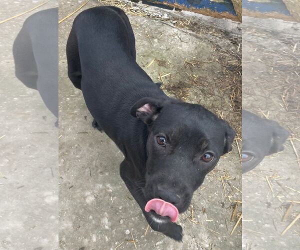 Medium Photo #3 Labrador Retriever-Unknown Mix Puppy For Sale in Tracy City, TN, USA