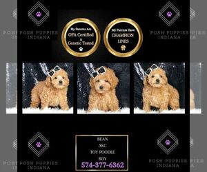 Poodle (Toy) Puppy for sale in WARSAW, IN, USA
