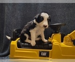 Small #27 Border Collie