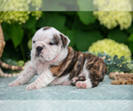 Small #4 English Bulldog