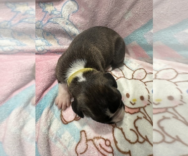 Medium Photo #5 Boxer Puppy For Sale in RALEIGH, NC, USA