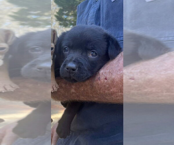 Medium Photo #5 Labrador Retriever-Unknown Mix Puppy For Sale in New York, NY, USA