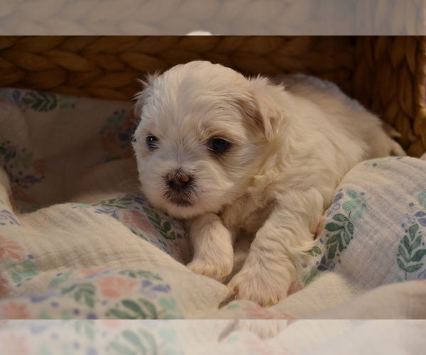 Medium Photo #2 Mal-Shi Puppy For Sale in GREENWOOD, WI, USA