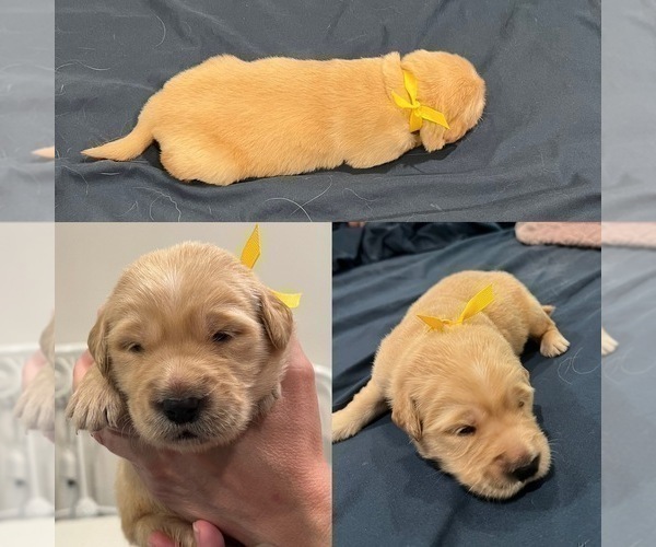 Medium Photo #8 Golden Retriever Puppy For Sale in BIG CABIN, OK, USA