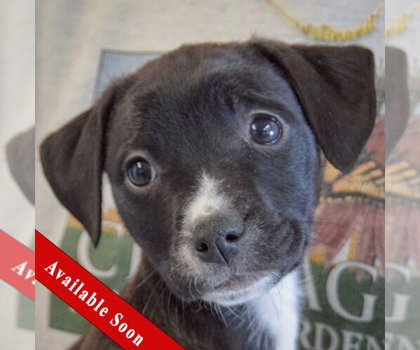 Medium Photo #1 Border Collie-Unknown Mix Puppy For Sale in Huntley, IL, USA