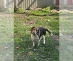 Small Photo #1 Beagle Puppy For Sale in NEW BRITAIN, CT, USA