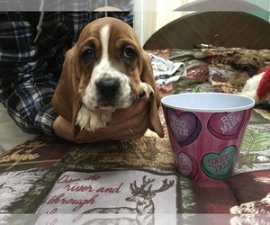 Basset Hound Puppy for sale in ABSECON, NJ, USA