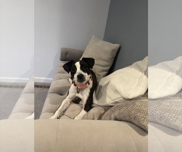 Medium Photo #13 Jack Russell Terrier-Unknown Mix Puppy For Sale in Rockaway, NJ, USA