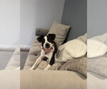 Small #12 Jack Russell Terrier Mix