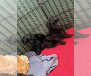 Poodle (Toy) Puppy for sale in TUCSON, AZ, USA