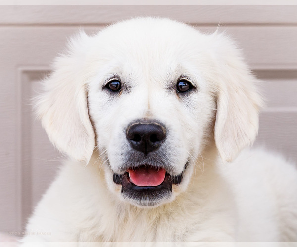 Medium Photo #15 English Cream Golden Retriever Puppy For Sale in WAKARUSA, IN, USA