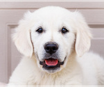 Small #1 English Cream Golden Retriever