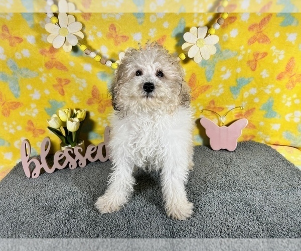 Medium Photo #5 Poodle (Miniature) Puppy For Sale in COLORADO SPRINGS, CO, USA