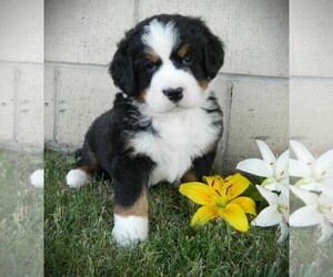 Bernese Mountain Dog Litter for sale in CLARE, MI, USA