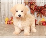 Small Photo #1 Bichpoo Puppy For Sale in MOUNT VERNON, OH, USA