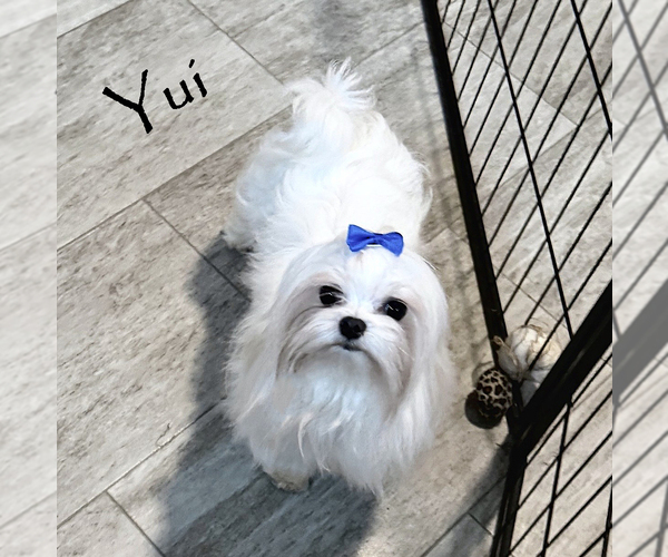 Medium Photo #7 Maltese Puppy For Sale in ROCK VALLEY, IA, USA