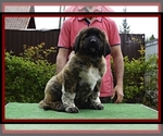 Small Photo #6 Caucasian Shepherd Dog Puppy For Sale in Zarnesti, Brasov, Romainia