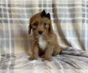 Cavapoo Puppy for sale in LAKELAND, FL, USA