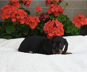 Dachshund Puppy for sale in FREDERICKSBURG, OH, USA