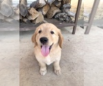 Small Photo #12 Golden Retriever Puppy For Sale in COMFORT, TX, USA