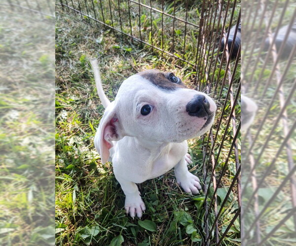 Medium Photo #13 Beagle-Unknown Mix Puppy For Sale in Hinton, WV, USA