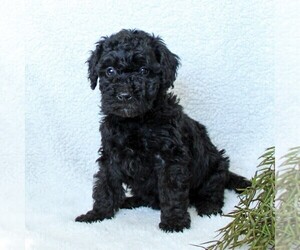 Goldendoodle-Poodle (Miniature) Mix Puppy for sale in LITITZ, PA, USA