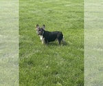Small Photo #1 French Bulldog Puppy For Sale in CINCINNATI, OH, USA