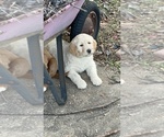 Puppy Cali Goldendoodle