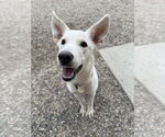 Small #1 Mutt
