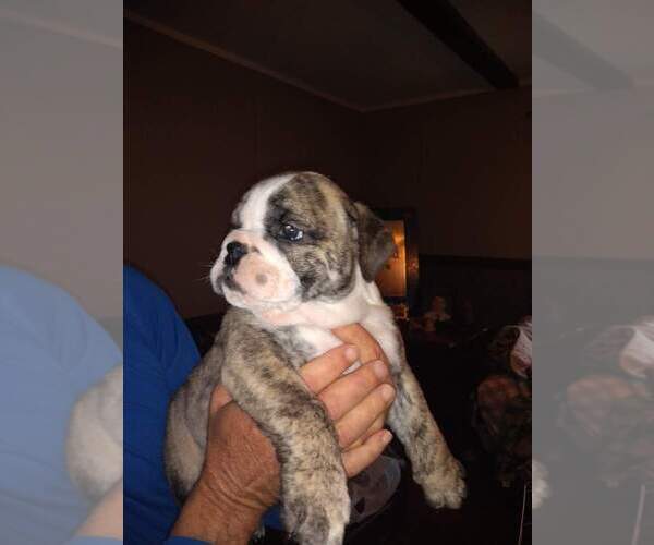 Medium Photo #7 Bulldog Puppy For Sale in TUNNEL HILL, GA, USA