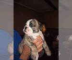 Small Photo #7 Bulldog Puppy For Sale in TUNNEL HILL, GA, USA