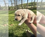 Small Photo #55 Golden Retriever Puppy For Sale in CONCORD, VA, USA