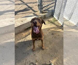 Doberman Pinscher-Unknown Mix Dogs for adoption in Bakersfield, CA, USA