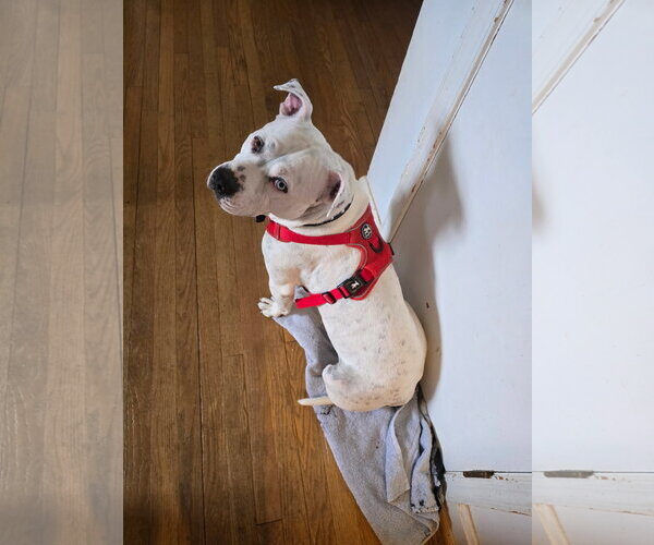 Medium Photo #11 American Staffordshire Terrier-Unknown Mix Puppy For Sale in Holly Springs, NC, USA