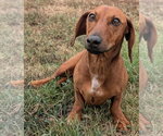 Small Photo #3 Dachshund Puppy For Sale in Shelbyville, TN, USA