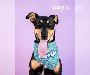 LULA - Female Doberman Pinscher-Unknown Mix Dog for Adoption - Photo #2