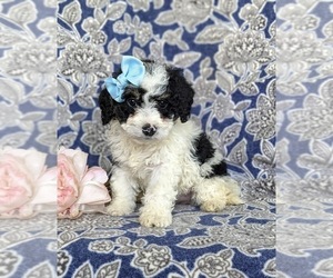 Miniature Bernedoodle Puppy for sale in OXFORD, PA, USA