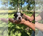 Small Photo #12 Boston Terrier Puppy For Sale in COTTONWOOD, CA, USA