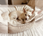 Small Chihuahua Mix