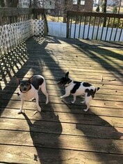Teddy Roosevelt Terrier Dogs for adoption in BELLEFONTE, DE, USA