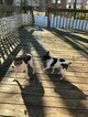 Small Photo #1 Teddy Roosevelt Terrier Puppy For Sale in BELLEFONTE, DE, USA