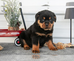 Puppy Hayden Rottweiler