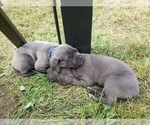 Small Photo #9 Cane Corso Puppy For Sale in PHILLIPSTON, MA, USA