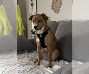 Mutt Dogs for adoption in Horn Lake, MS, USA