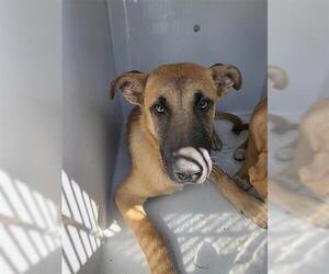 Black Mouth Cur-Unknown Mix Dogs for adoption in Houston, TX, USA