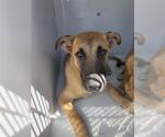 Small Black Mouth Cur Mix