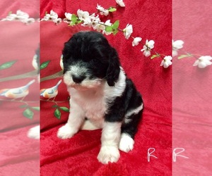 Sheepadoodle Puppy for sale in GOODSON, MO, USA