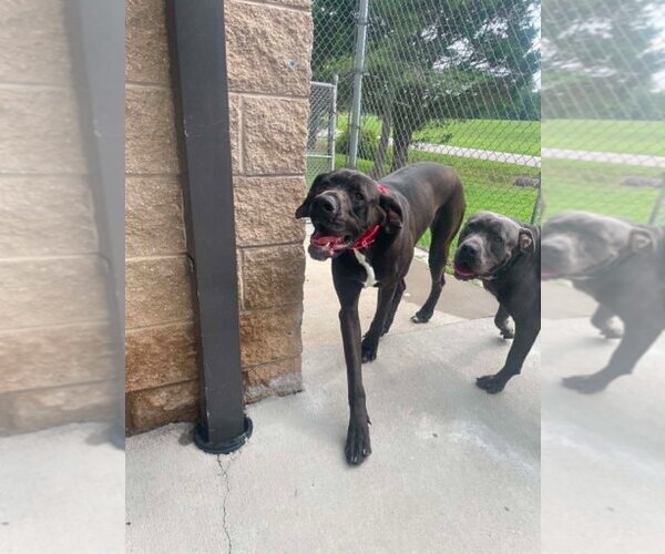 Medium Photo #4 Great Dane Puppy For Sale in Bullard, TX, USA