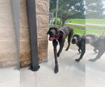 Small #3 Great Dane